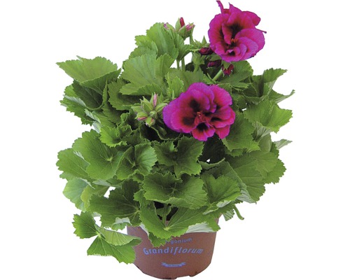 Geranien Grandiflorum in einem Topf