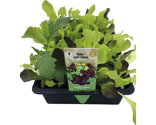 Salade à couper FloraSelf Lactuca sativa 'Baby Leaf' 20 unités