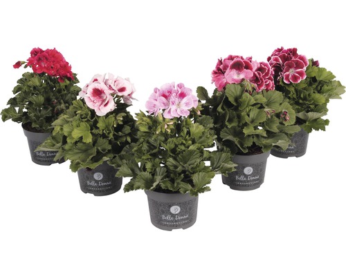 Edelgeranie Pelargonium grandiflora Ø 12 cm Topf