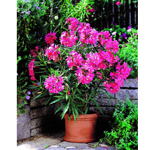 Oleander im Topf mit pinkfarbenen Blüten für den Garten oder Balkon