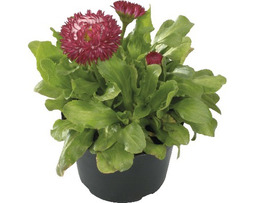 Gänseblümchen FloraSelf Bellis perennis Ø 9 cm Topf zufällige Sortenwahl