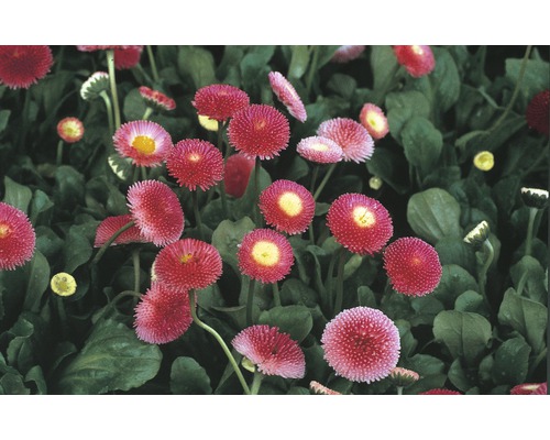 Pâquerettes Bellis perennis pot Ø 9 cm