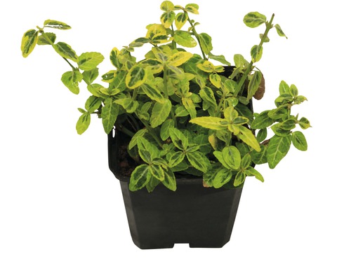 Fusain de Fortune jaune multicolore FloraSelf Euonymus fortunei 'Emerald n Gold' 10/15 branches pot Ø 9 cm