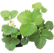 Plant de fraises avec feuilles vertes et petites fleurs