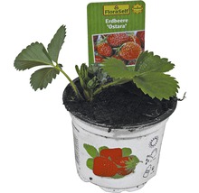 Fraisier Fragaria x ananassa 'Ostara' pot Ø 9 cm