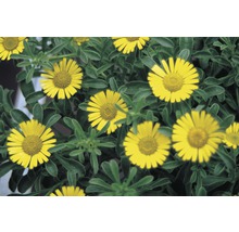 Astérisque maritime FloraSelf Asteriscus maritima pot Ø 11 cm