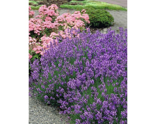 Nahaufnahme von Lavendelbüschen im Garten