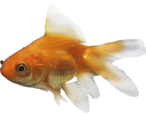 Fisch Schleierschwanz klein - Carassius Auratus