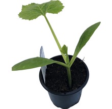 Courgette jaune Cucurbita pepo pot Ø 9 cm-thumb-1