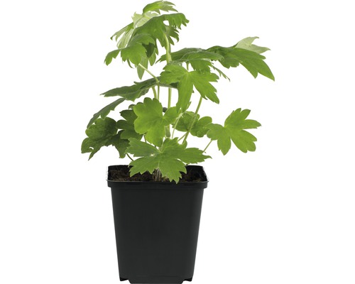 Rittersporn FloraSelf Delphinium x cultorum Pacific hybride H 10-80 cm Co 3 L blau Akelei-Pflanze in einem schwarzen Topf.