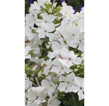 Gros plan de fleurs de phlox blanches