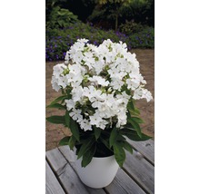 Phlox dans un pot