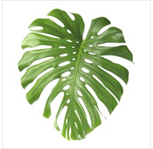 Feuille de Monstera