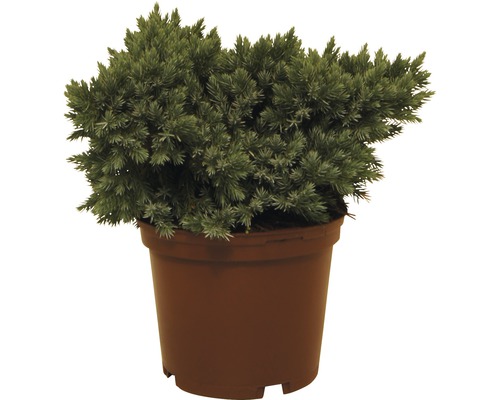 Genévrier rampant FloraSelf Juniperus squamata 'Blue Star' H 20-25 cm Co 3 L