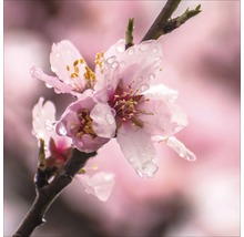 Gros plan sur des fleurs d''amandier avec des gouttes d''eau sur une branche