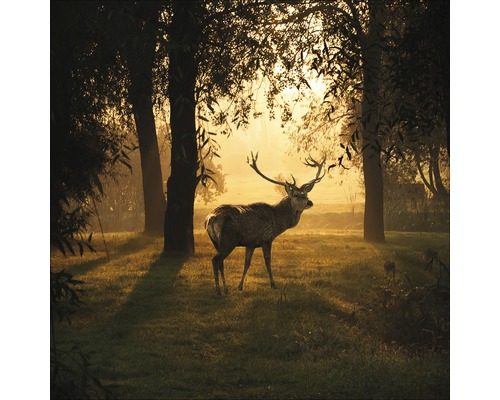 Tableau en verre Deer & Sun 20x20 cm