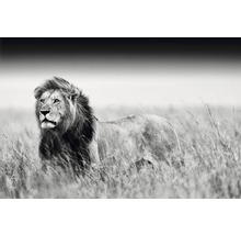Photographie en noir et blanc d''un lion dans l''herbe
