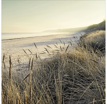 Ammophile des sables sur la plage