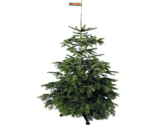 Sapin de Nordmann avec marquage pour l''identification de l''origine