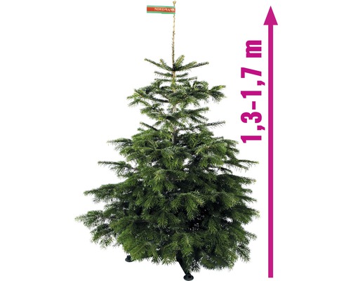 Sapins de Noël