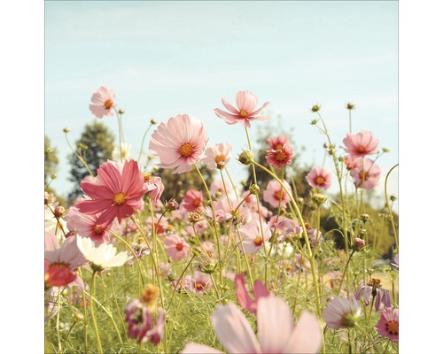 Champ de fleurs de cosmos