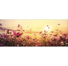 Feld mit Kosmeenblumen bei Sonnenuntergang