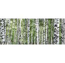 Forêt de bouleaux avec des troncs blancs et des feuilles vertes