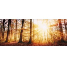 Paysage forestier avec rayons de soleil, feuilles d''automne et troncs d''arbres