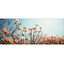 Champ de cosmos en fleurs sur fond de ciel clair