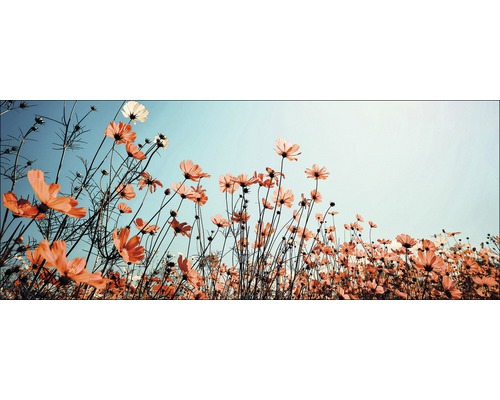 Champ de cosmos en fleurs sur fond de ciel clair