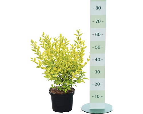 Liguster Pflanze im Topf mit einer Größe von circa 30 Zentimeter