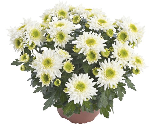 Chrysanthème FloraSelf Chrysanthemum indicum 'Picnic' pot Ø 12 cm