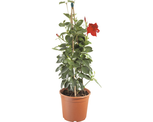 Dipladenie, Trichterblüte Pyramide Dipladenia mandevilla H 50-60 cm Ø 17 cm Topf rosa, rot, zufällige Farbauswahl-0