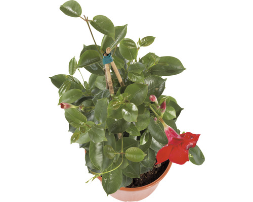 Dipladenia im Topf mit Rankhilfe