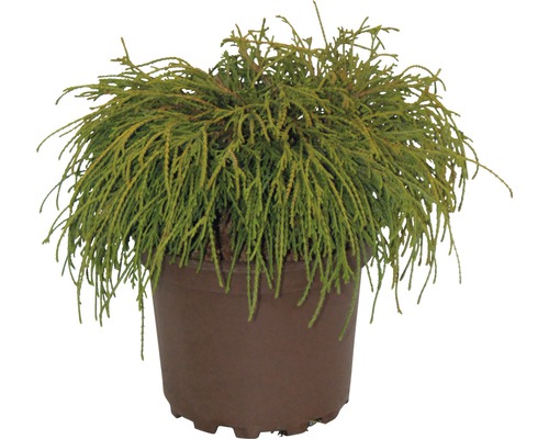 Grüne Faden-Scheinzypresse FloraSelf Chamaecyparis pisifera 'Filifera Nana' H 20-25 cm Co 2 L