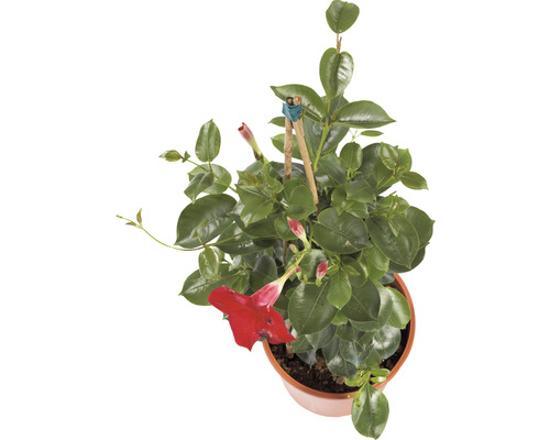 Dipladenia im Topf mit Rankhilfe