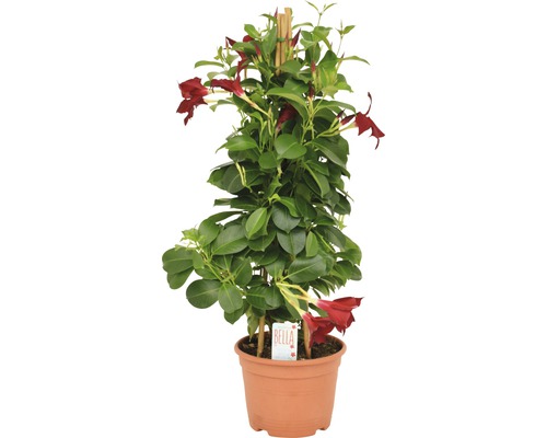 Dipladenia im Topf mit Rankhilfe