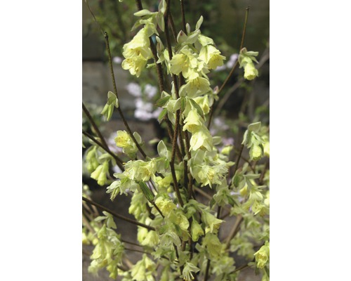 Corylopsis pauciflora H 40-50 cm Co 5 L