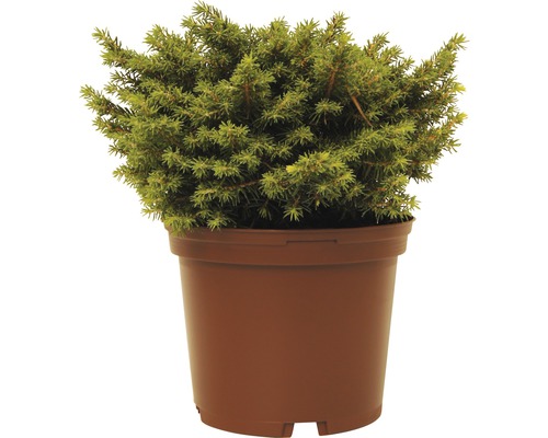 Épicéa FloraSelf Picea abies 'Little Gem' H 15-20 cm Co 2 L