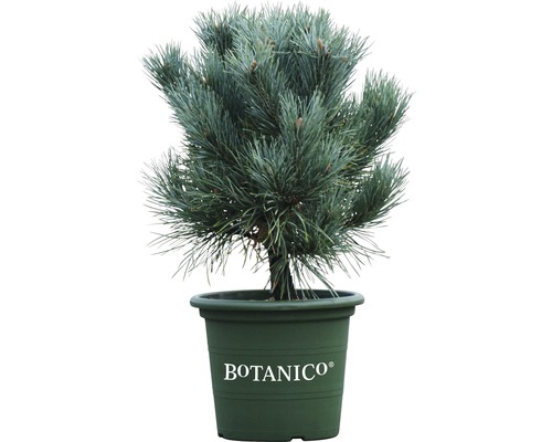 Pinus sylvestris Watereri H 30-40 cm Co 6 L
