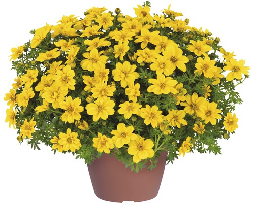 Goldmarie FloraSelf Bidens ferulifolia 'Yellow Sunshine' Ø 12 cm Topf