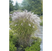 Roseau de Chine dans le jardin