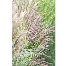 Roseau de Chine 'Kleine Silberspinne' FloraSelf Miscanthus sinensis 'Kleine Silberspinne' h 20-100 cm Co 5 l