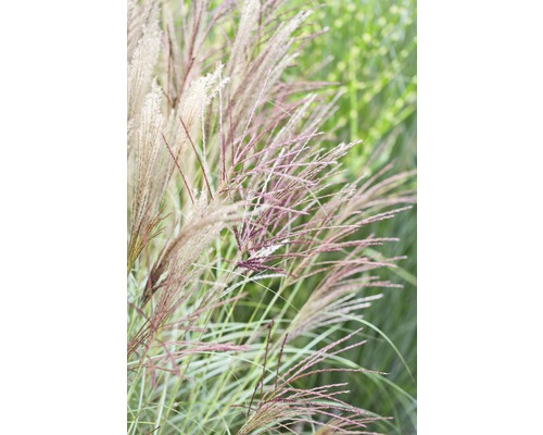 Chinaschilf 'Kleine Silberspinne' FloraSelf Miscanthus sinensis 'Kleine Silberspinne' H 20-100 cm Co 5 L