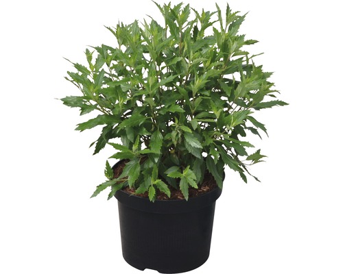 Barbe bleue Caryopteris clandonensis 'First Choice' h 40-60 cm Co 4,5 l