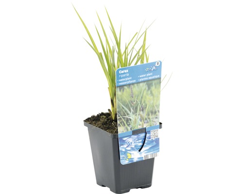 Laîche riveraine en pot