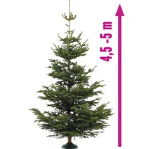 Sapin de Nordmann, environ 4,5 à 5 mètres de haut