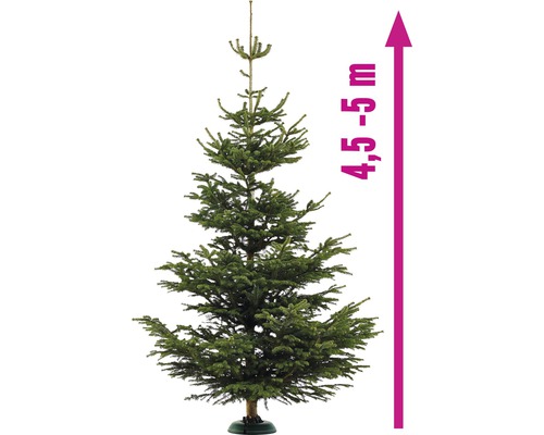 Sapin de Nordmann, environ 4,5 à 5 mètres de haut