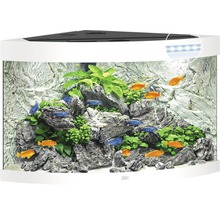 Eckaquarium mit Fischen, Pflanzen und Steinen als Dekoration