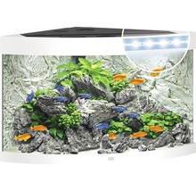 Eckaquarium mit Fischen, Pflanzen und Steindekoration